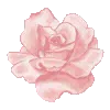 🌸