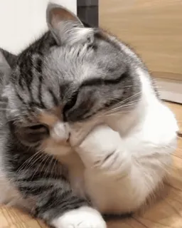 🙄 猫, 子猫, なめる, グルーミング, ペット, 動物, 飼い猫, ネコ科 telegram sticker