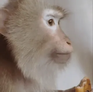 😀 macaco, animal, primate, fofo, comendo, mamífero whatsapp sticker