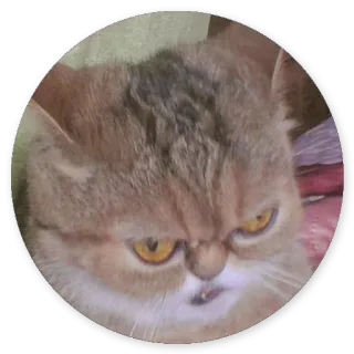 😛 chat, en colère, félin, mème, grincheux telegram sticker