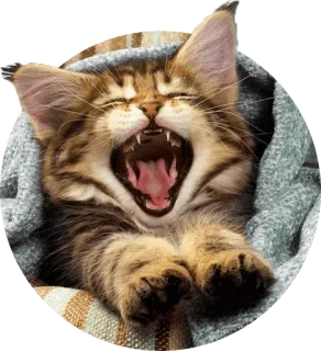 😵 cat, kitten, yawning, animal, pet, cute telegram sticker