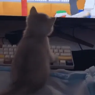 ❤️ 猫, キーボード, 動物, 子猫, ペット whatsapp sticker