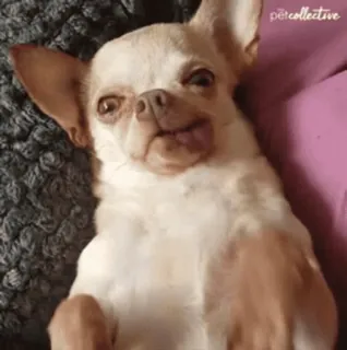 🌟 chihuahua, dog, pet, lying, cute telegram sticker