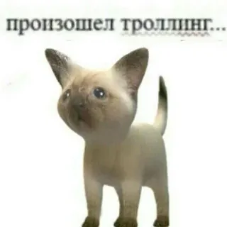 😭 Siamese cat произошел троллинг... telegram sticker