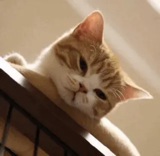 ⚡️ gato, animal, mascota, animal doméstico, felino, lindo, gato naranja, gatito telegram sticker