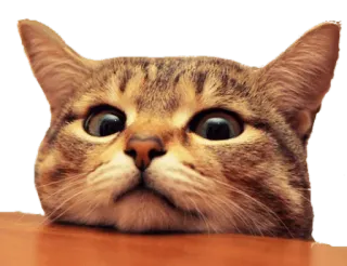 🙄 cat, animal, pet, cute, mammal, feline telegram sticker