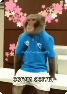 🌟 согли согли scimmia, scimmia antropomorfa, animale, russo, meme whatsapp sticker