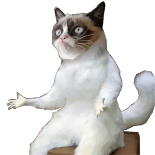 👻 Grumpy Cat gato gruñón, gato, meme, animal, divertido whatsapp sticker