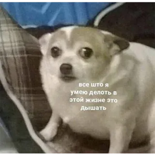 😰 все что я умею делать в этой жизне это дышать pies, chihuahua, mem, rosyjski, smutny, zwierzę telegram sticker