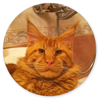 😋 cat, animal, pet, orange, maine coon whatsapp sticker