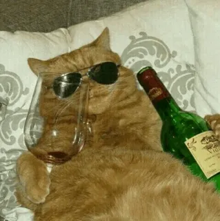 🐈 kat, wijn, zonnebril, grappig, dier telegram sticker