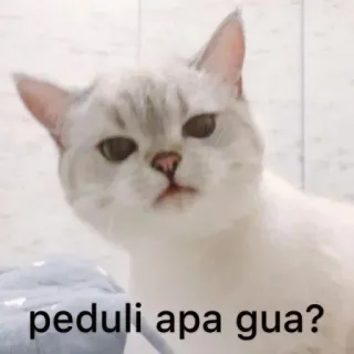 🤢 peduli apa gua? gatto, meme, indonesiano, animale telegram sticker