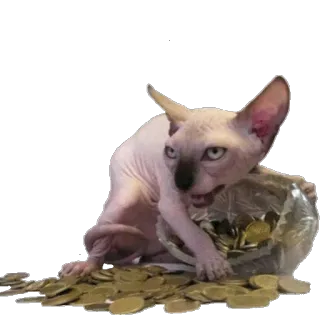 💰 кот, сфинкс, деньги, монеты, жадность, питомец whatsapp sticker