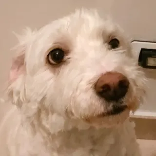 ❗️ cão, cão branco, animal de estimação, animal, retrato, fofo, filhote, cara de cachorro telegram sticker