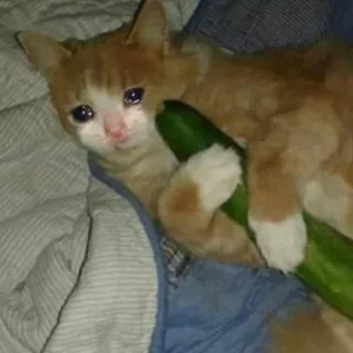 😿 chat, chaton, concombre, triste, animal de compagnie, animal telegram sticker