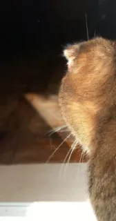 🐈 gato, animal, animal de estimação, reflexo, janela telegram sticker
