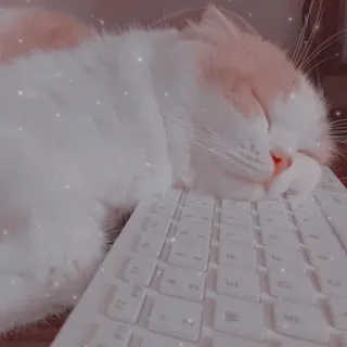 😴 猫, 睡眠, キーボード, 動物, かわいい, ペット telegram sticker