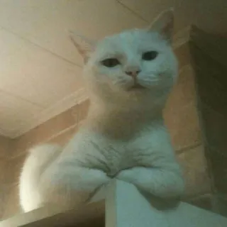 😾 cat, white cat, animal, pet, domestic animal, feline telegram sticker