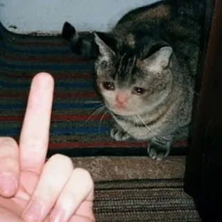 🖕 Katze, Stinkefinger, beleidigend, traurig, unhöflich telegram sticker
