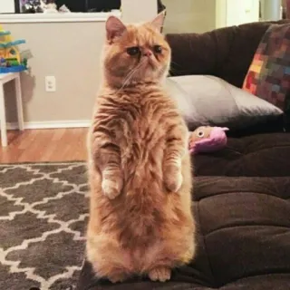 🐈 고양이, 서있는, 애완동물, 동물, 귀여운, 엑죠틱 숏헤어 telegram sticker