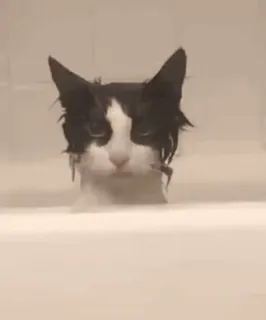 😑 cat, bath, animal, pet, wet, tuxedo cat whatsapp sticker