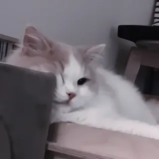 🐈 kot, zwierzę domowe, zwierzę, kot domowy, odpoczynek, śpiący telegram sticker