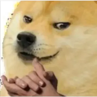 🏵️ Doge doge, meme, chó, meme internet, hài hước telegram sticker