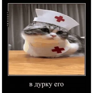 🤿 в дурку его chat, infirmière, animal, mème, drôle telegram sticker