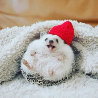 🦔 egel, dier, schattig, rode hoed, blij, glimlachend telegram sticker