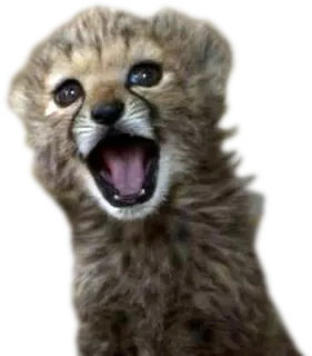 🐣 cheetah, cub, animal, baby, wildlife, mammal, cute whatsapp sticker