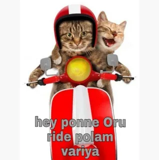 😄 hey ponne Oru ride polam variya gatos, moto, pilotando, animais, engraçado, fofo, scooter, capacete telegram sticker