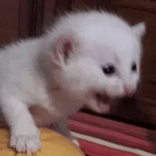 🧈 chaton, mignon, animal, blanc, félin, chat, en colère telegram sticker