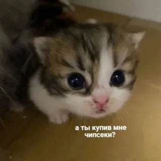 🍔 а ты купив мне чипсеки? 子猫, 可愛い, 動物, ペット, ポテトチップス, 猫 whatsapp sticker