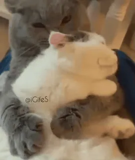 Cute kitty 🐱 ❤💕 @r_squared_rishabh — @stckrRobot telegram stickers