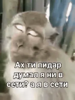 🌟 Ах ти пидар думал я ни в сети? а я в сети ลิง, คำดูถูก, รัสเซีย, มีม whatsapp sticker