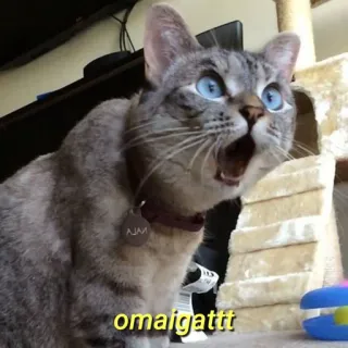 💛 omaigatttt gato, meme, engraçado, omaigatt, chocado telegram sticker
