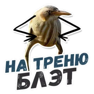 🏋️‍♀️ НА ТРЕНЮ БЛЭТ bird, funny, meme, russian, text, animal whatsapp sticker