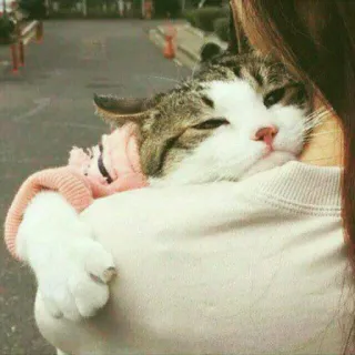 🐈 고양이, 애완동물, 귀여운, 동물, 어깨, 포유류, 집고양이 telegram sticker
