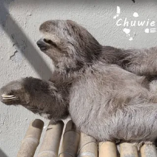 🦥 Chuwle luiaard, dier, schattig, wilde dieren telegram sticker