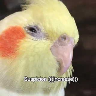 🤔 Suspicion (((Increase))) oiseau, cockatiel, suspicion, mème, augmentation, animal, animal de compagnie telegram sticker