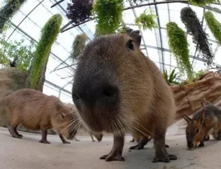 🤨 capivara, roedor, animal, vida selvagem, mamífero, natureza, fofo whatsapp sticker