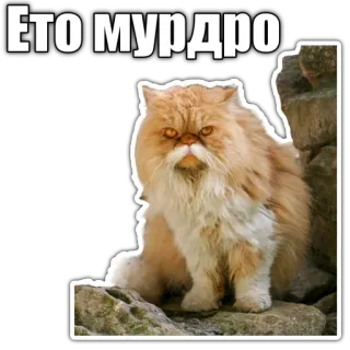🧠 Ето мурдро cat, persian cat, funny, animal, meme telegram sticker