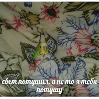 😐 свет потушил, а не то я тебя потушу vogel, bedreiging, russisch, bloem, bed telegram sticker