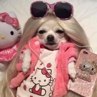 🌟 perro, chihuahua, hello kitty, gafas de sol, rosa, lindo, estilo, auriculares whatsapp sticker