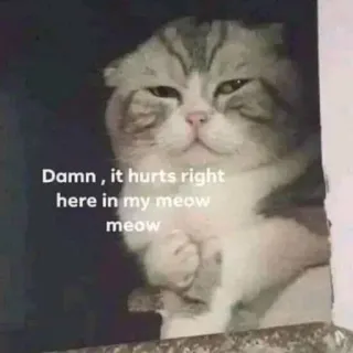 😏 Damn , it hurts right here in my meow meow kot, smutny, zraniony, mem, śmieszne, miau telegram sticker