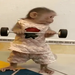 🥊 monkey, weights, lifting, animal, exercise, dressed animal whatsapp sticker
