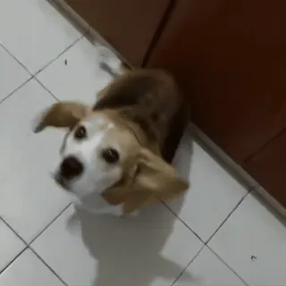 🤪 chien, beagle, animal de compagnie, animal, mignon, animal domestique whatsapp sticker