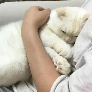🐱 猫, 宠物, 动物, 可爱, 白色, 家养 telegram sticker