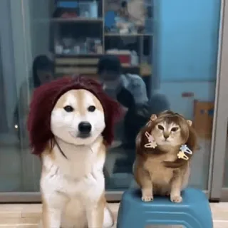 🐾 狗, 猫, 假发, 搞笑, 宠物, 动物, 可爱 telegram sticker