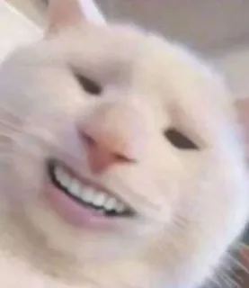 😃 cat, meme, funny, animal, pet, white cat, derp telegram sticker